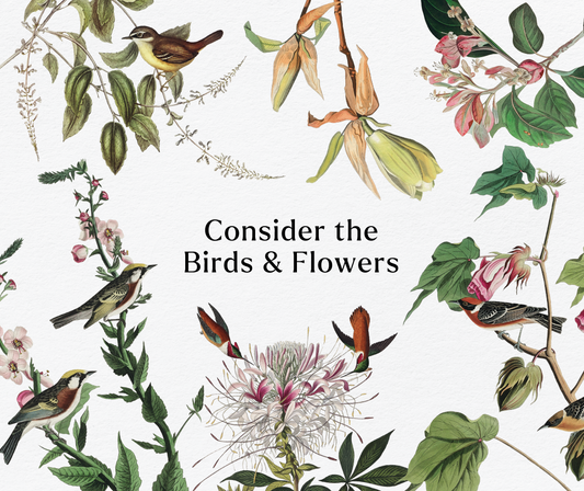 12 Bible Passages to Consider the Birds & Flowers